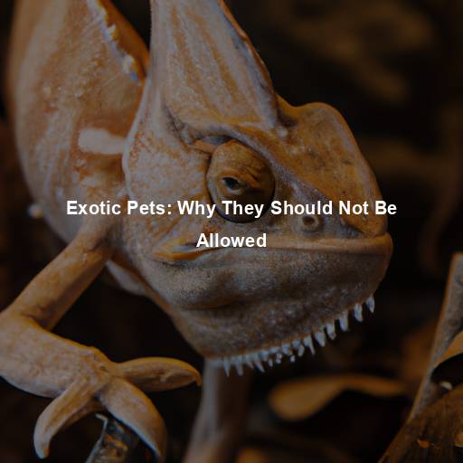 Exotic Pets: Why They Should Not Be Allowed