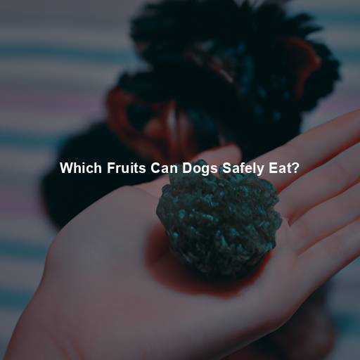 Which Fruits Can Dogs Safely Eat?