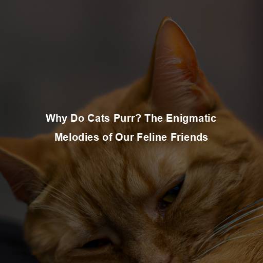 Why Do Cats Purr? The Enigmatic Melodies of Our Feline Friends