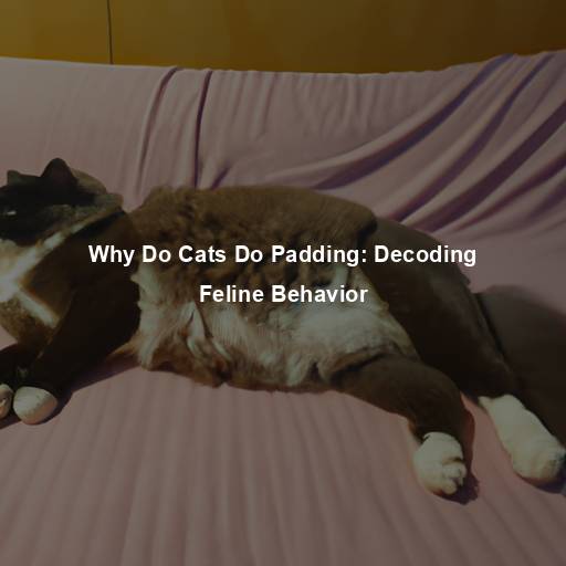 Why Do Cats Do Padding: Decoding Feline Behavior