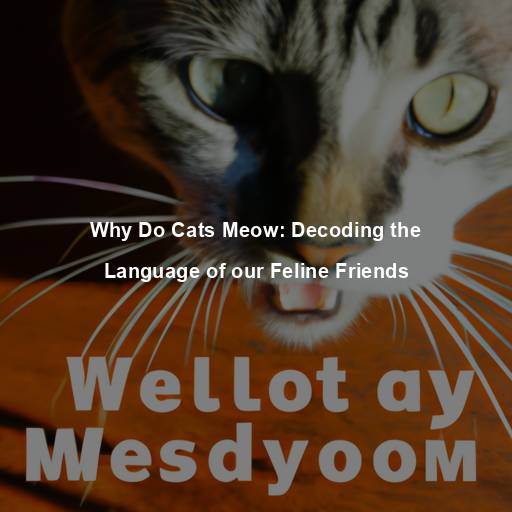 Why Do Cats Meow: Decoding the Language of our Feline Friends