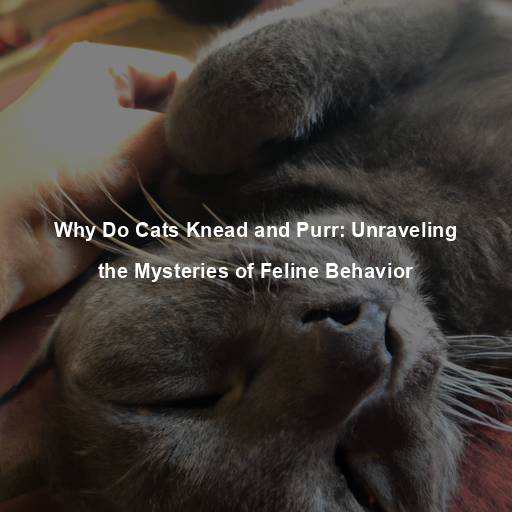 Why Do Cats Knead and Purr: Unraveling the Mysteries of Feline Behavior