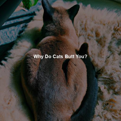 Why Do Cats Butt You?