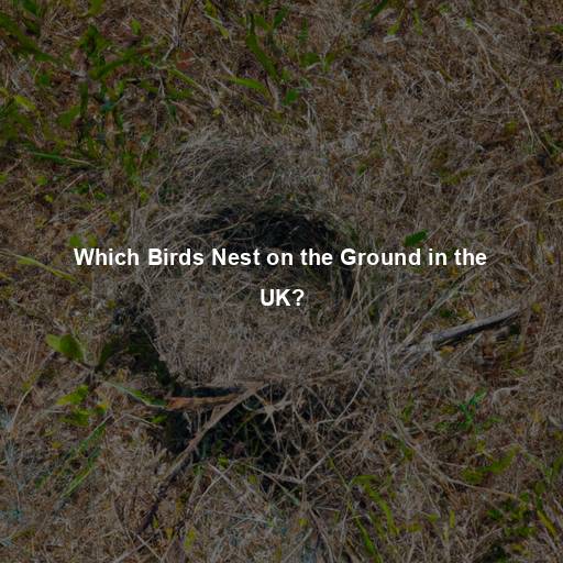 Which Birds Nest on the Ground in the UK?