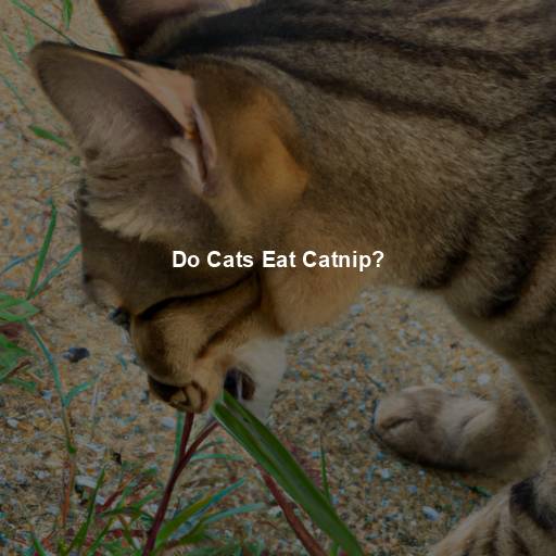 Do Cats Eat Catnip?