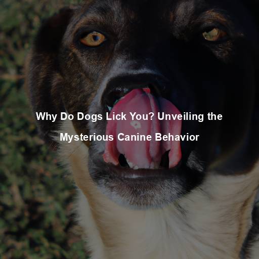 Why Do Dogs Lick You? Unveiling the Mysterious Canine Behavior