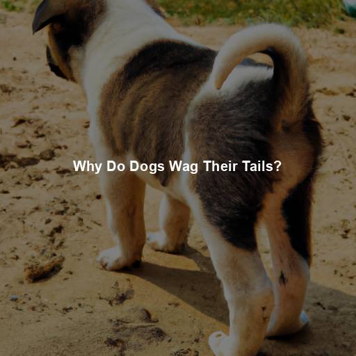 Why Do Dogs Wag Their Tails?