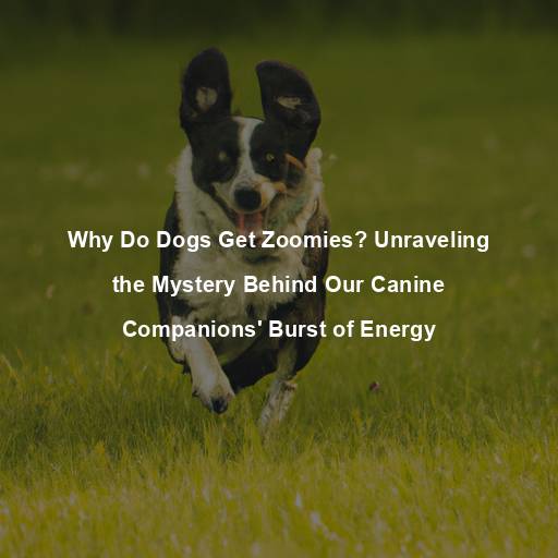 Why Do Dogs Get Zoomies? Unraveling the Mystery Behind Our Canine Companions’ Burst of Energy