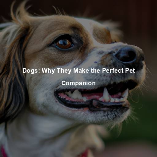 Dogs: Why They Make the Perfect Pet Companion