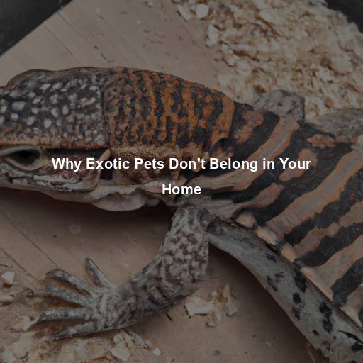 Why Exotic Pets Don’t Belong in Your Home